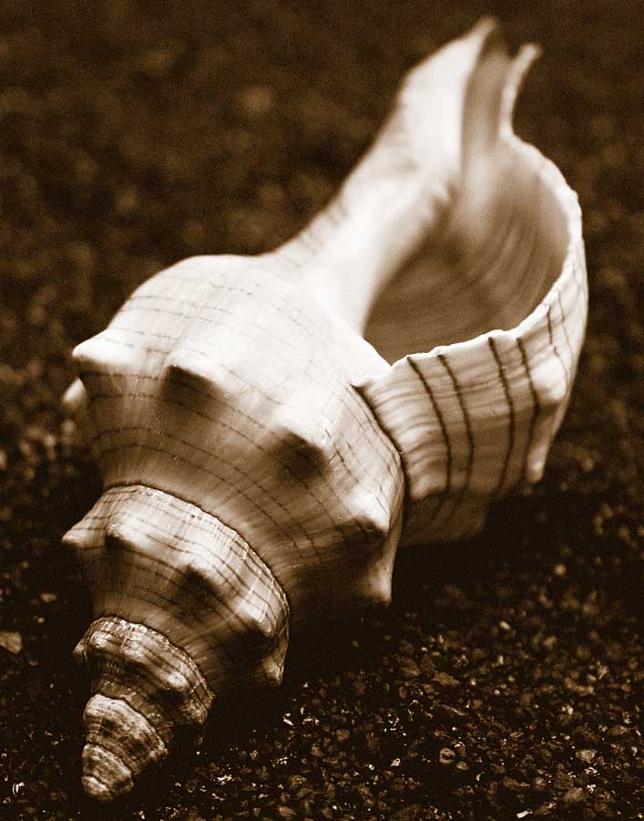 Sea Gallery III by artist  Boyce Watt