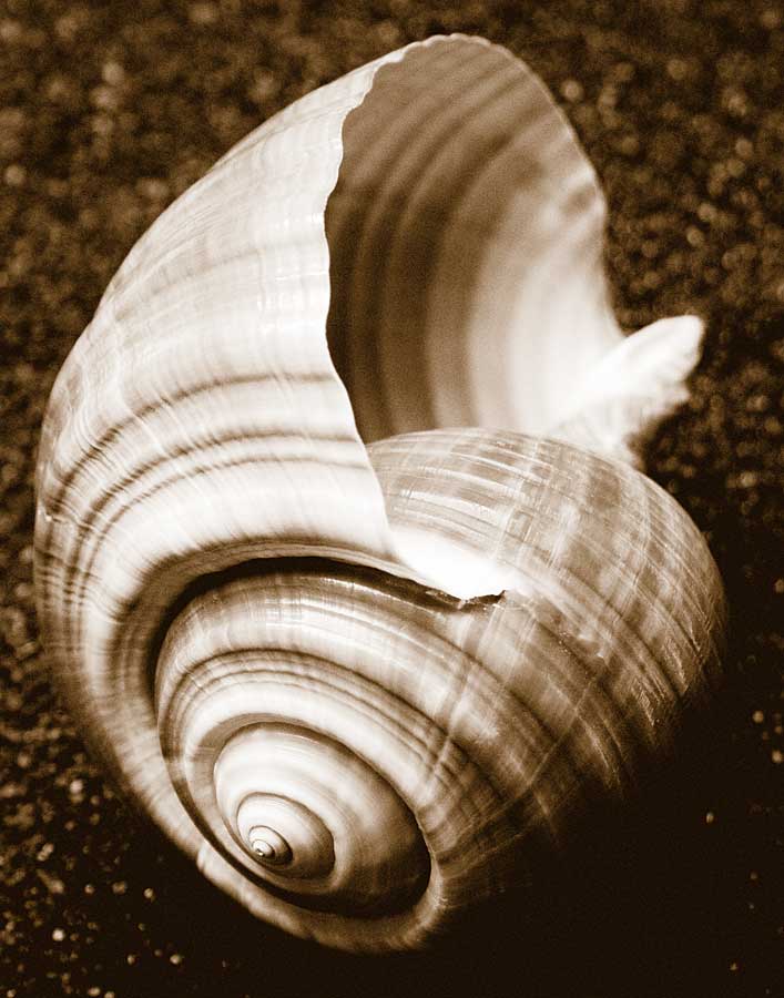 Sea Gallery IV by artist  Boyce Watt