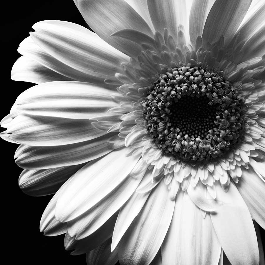 Sunburst I by artist  Boyce Watt