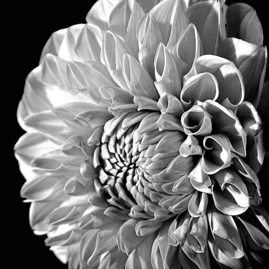 Sunburst II by artist  Boyce Watt