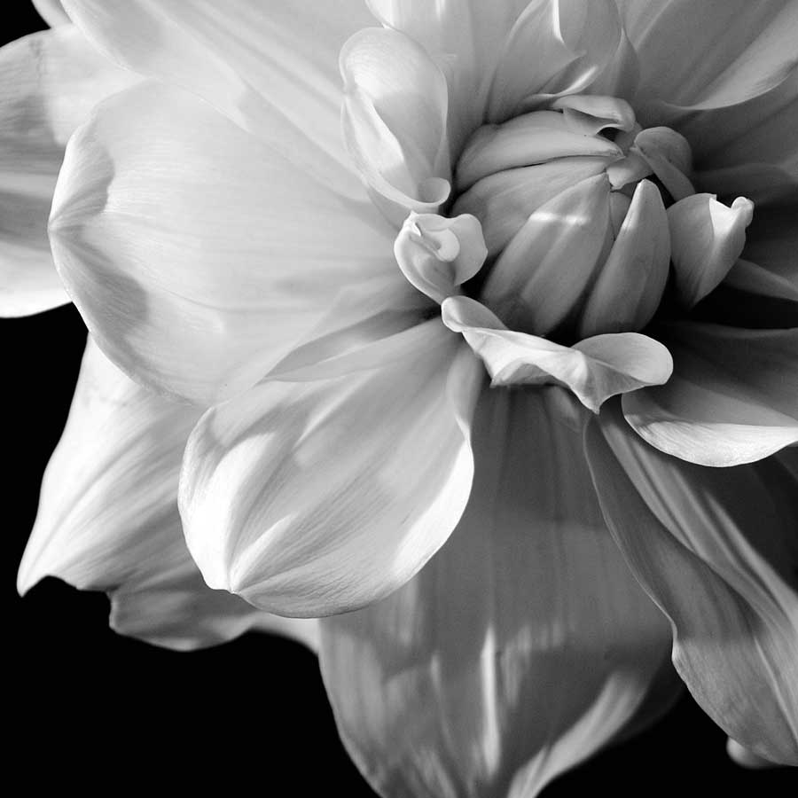 Sunburst III by artist  Boyce Watt