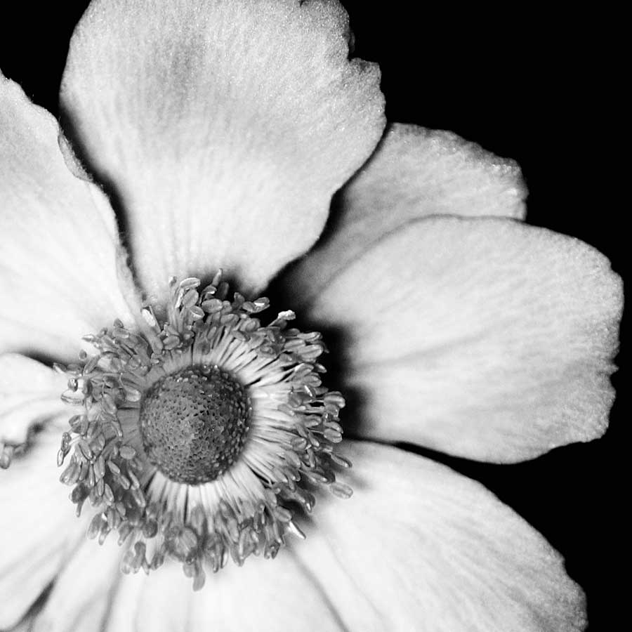 Sunburst IV by artist  Boyce Watt