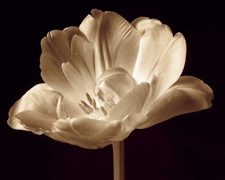 Champagne Tulip III by artist  Charles Britt