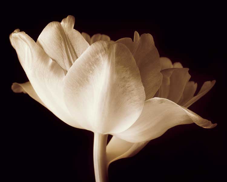 Champagne Tulip IV by artist  Charles Britt