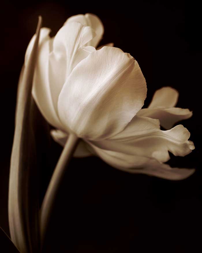 Champagne Tulip I by artist  Charles Britt