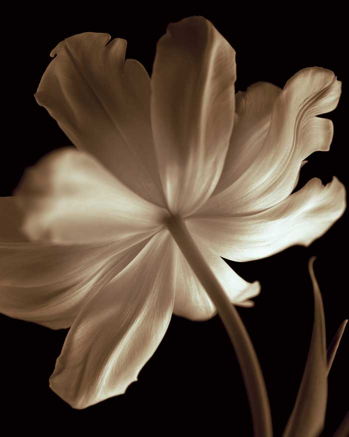 Champagne Tulip II by artist  Charles Britt