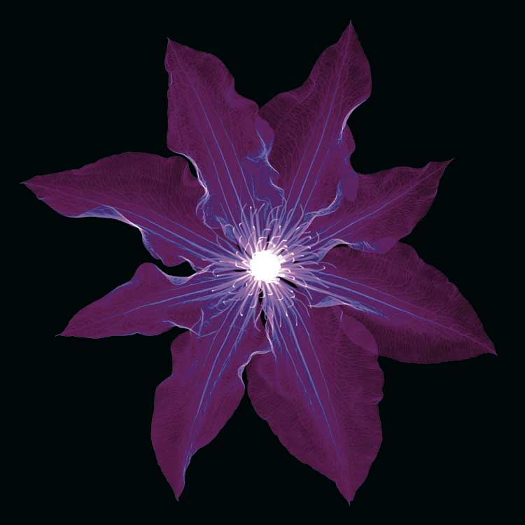 Clematis by artist  Jim  Wehtje