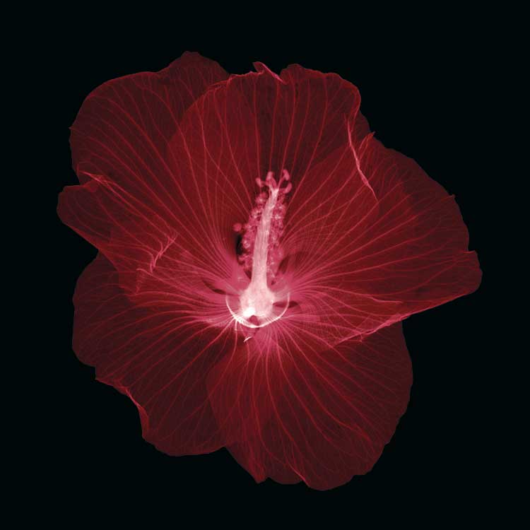 Hibiscus by artist  Jim  Wehtje