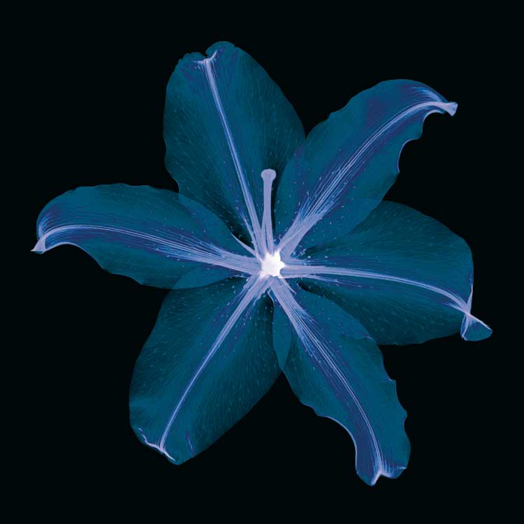 Lily by artist  Jim  Wehtje