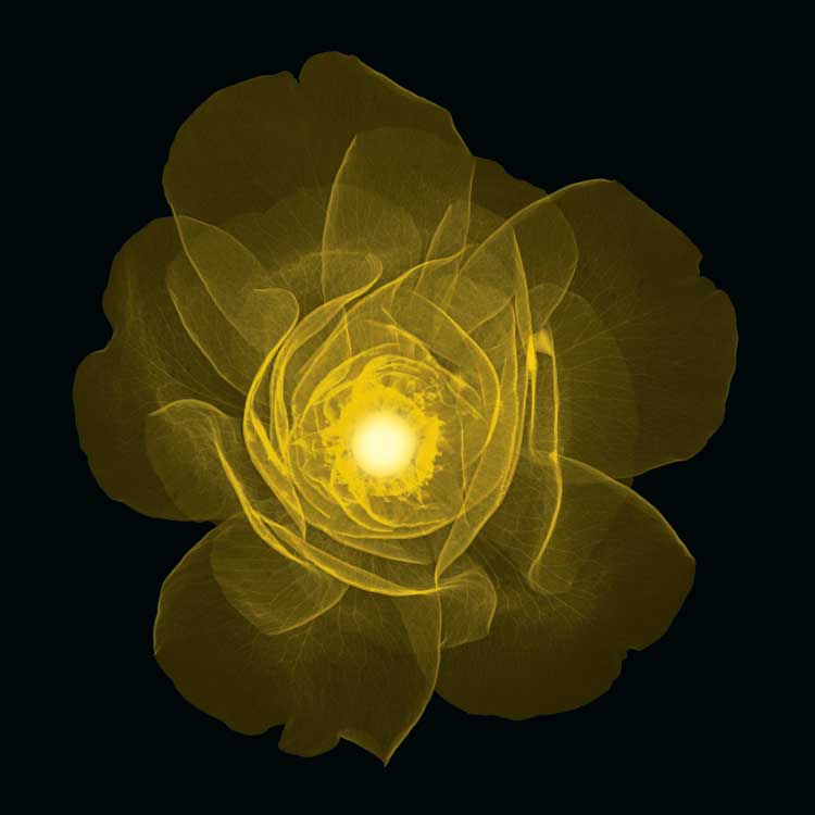 Rose by artist  Jim  Wehtje