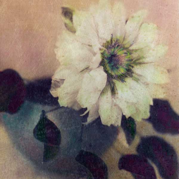 Nature' s Blossoms I by artist  Susan  Friedman