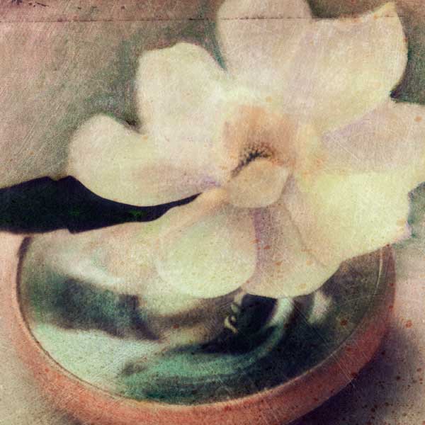 Nature' s Blossoms III by artist  Susan  Friedman