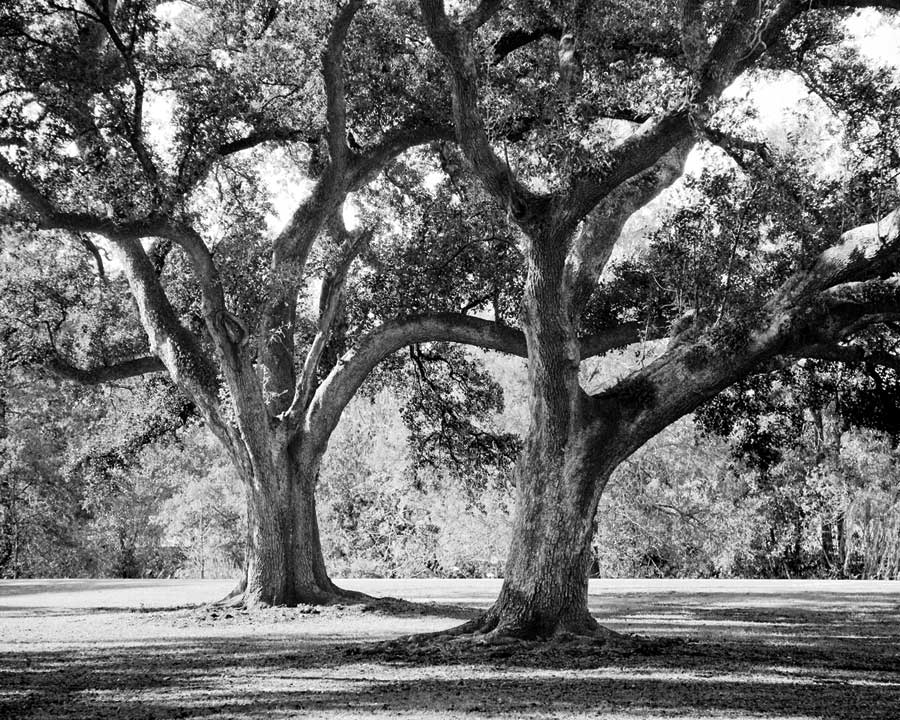 Oak Grove I by artist Boyce Watt