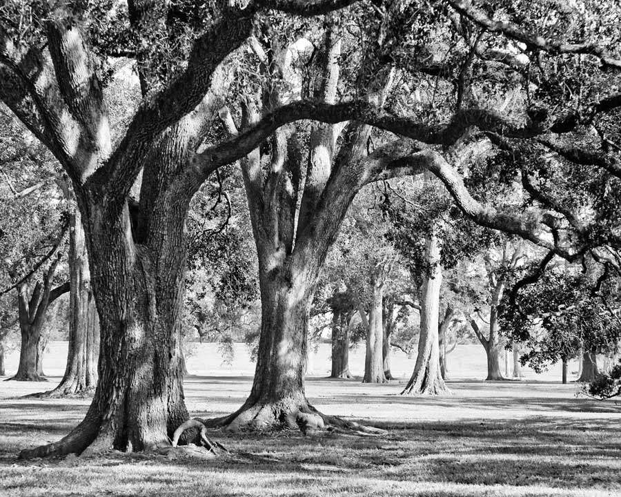Oak Grove II by artist Boyce Watt