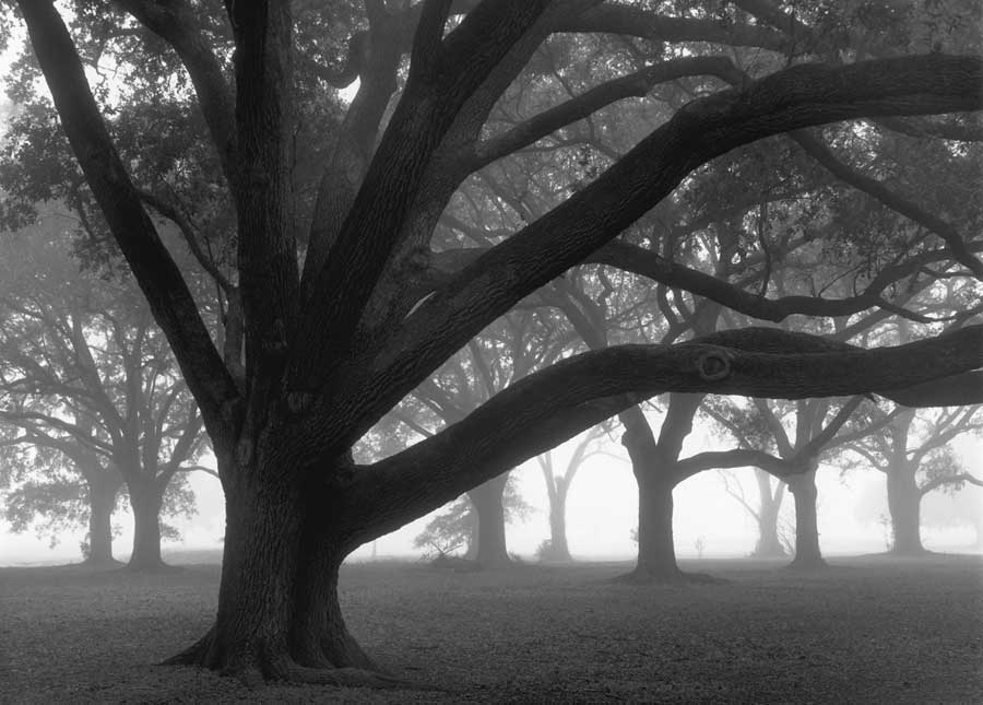 Oak Grove in Fog by artist  William  Guion