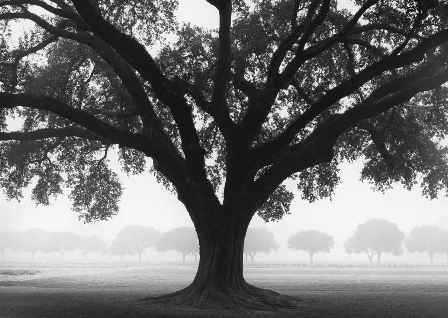Silhouette Oak by artist  William  Guion
