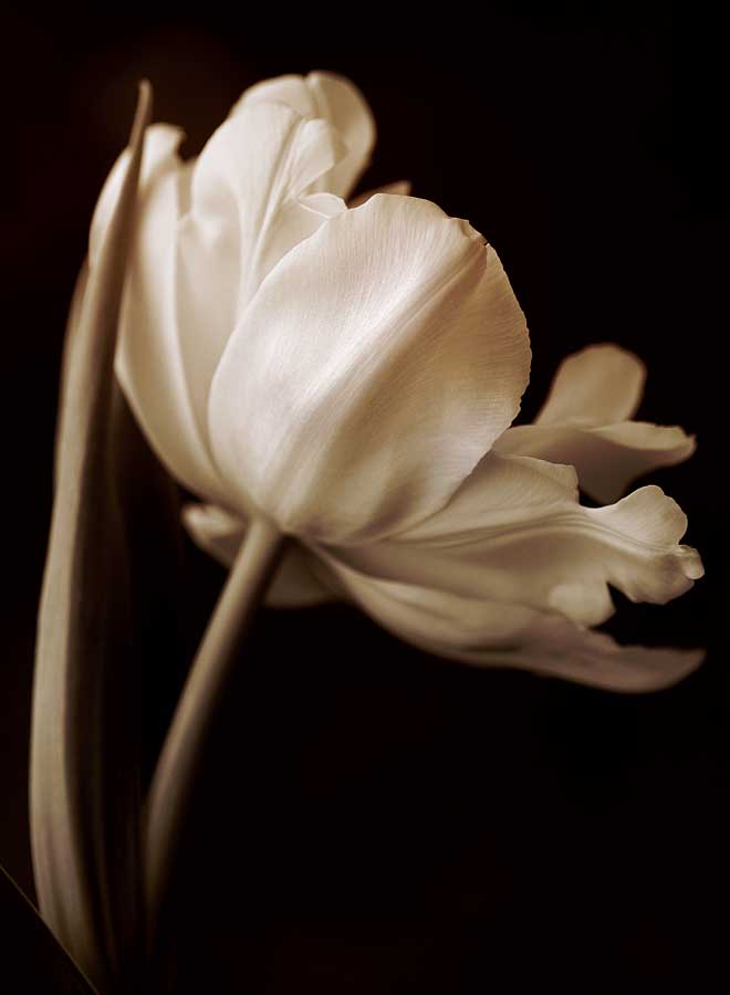Champagne Tulip I by artist  Charles  Britt