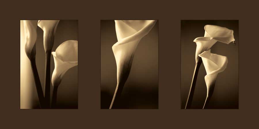 Enlightenment by artist  Cinzia  Ryan