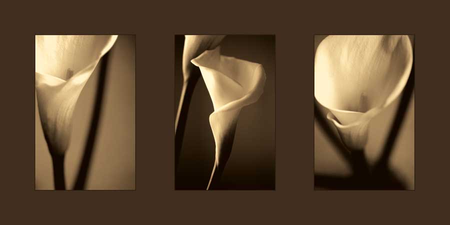 Divinity by artist  Cinzia  Ryan