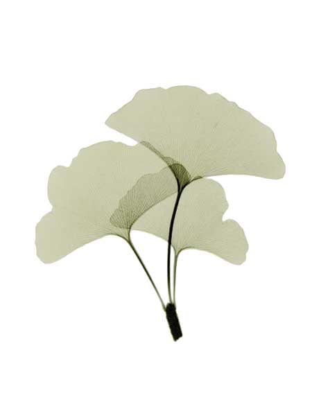 Ginko I by artist  ACEE Koetsier  