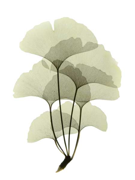 Ginko II by artist  ACEE Koetsier  