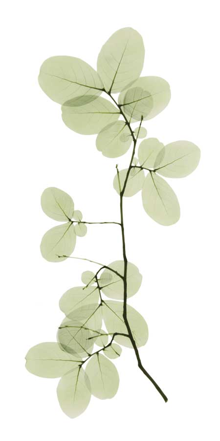 Myrtle Tree by artist  ACEE Koetsier  