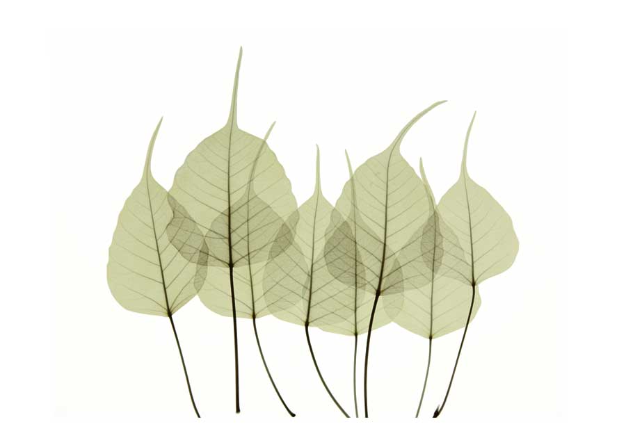 Woodlands I by artist  ACEE Koetsier