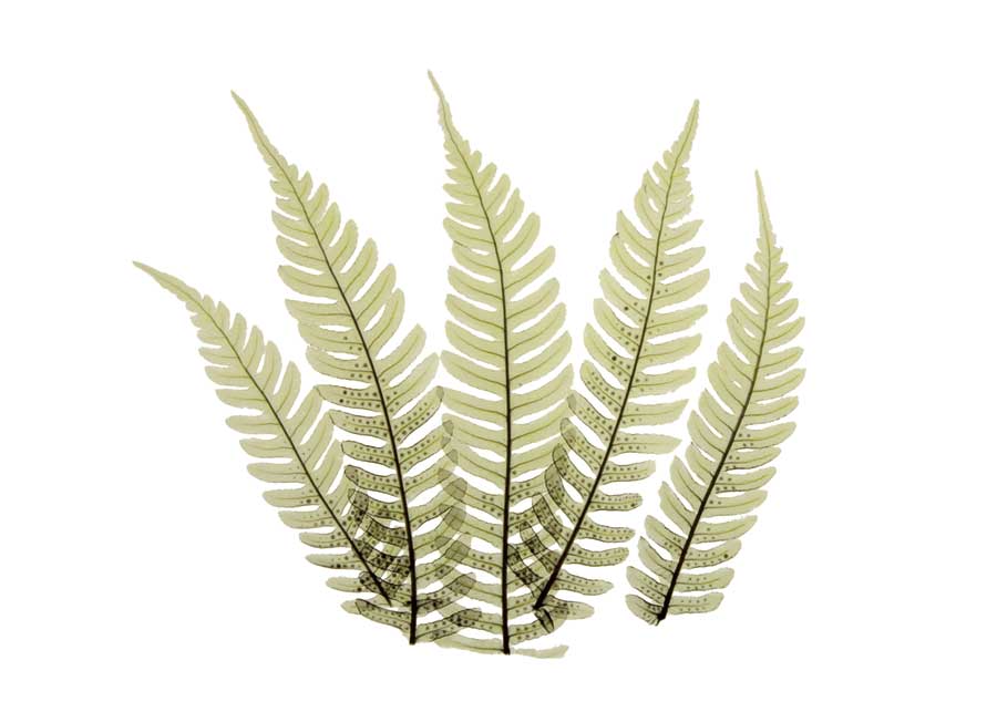 Woodlands II by artist  ACEE Koetsier