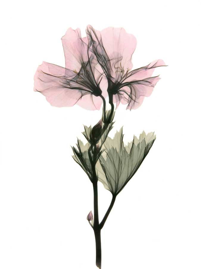 Geranium by artist  ACEE