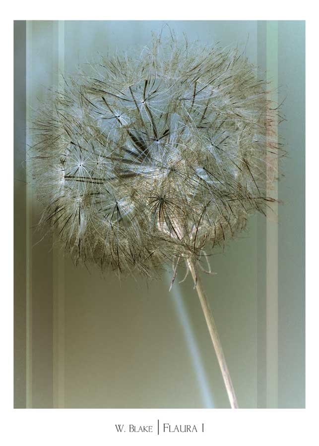 Flaura I by artist W. Blake
