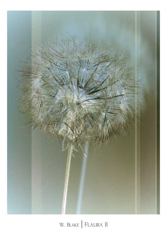 Flaura II by artist W. Blake