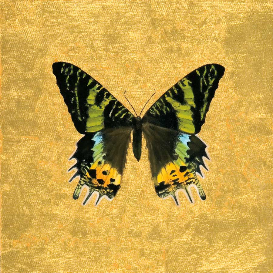 Butterfly on Gold by artist Joanna Charlotte