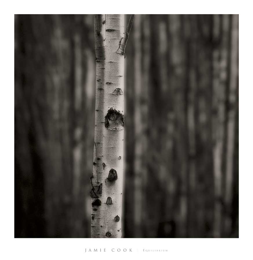 Equilibrium by artist  Jamie Cook