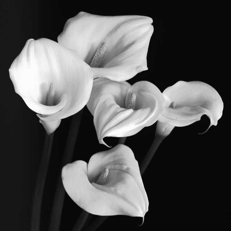 Harmony by artist  Michael Faragher