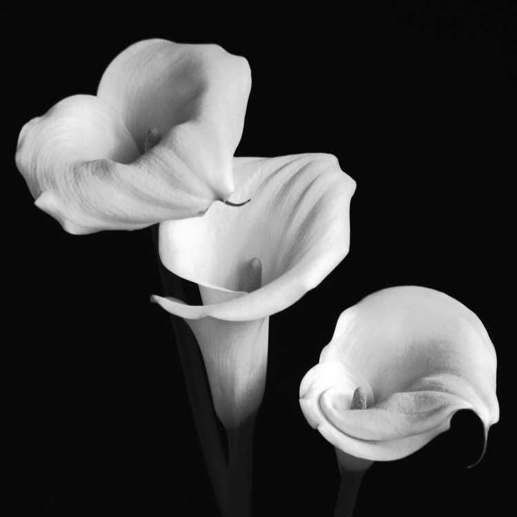 Sisters by artist  Michael Faragher