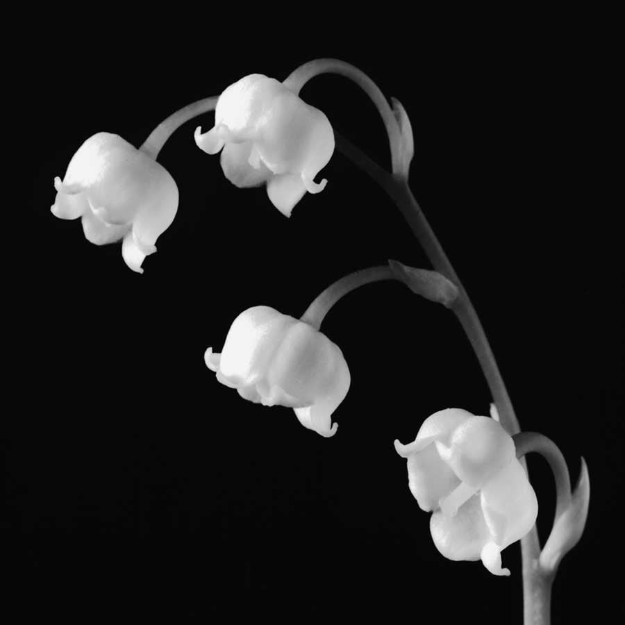 Spring Bells I by artist Michael Faragher