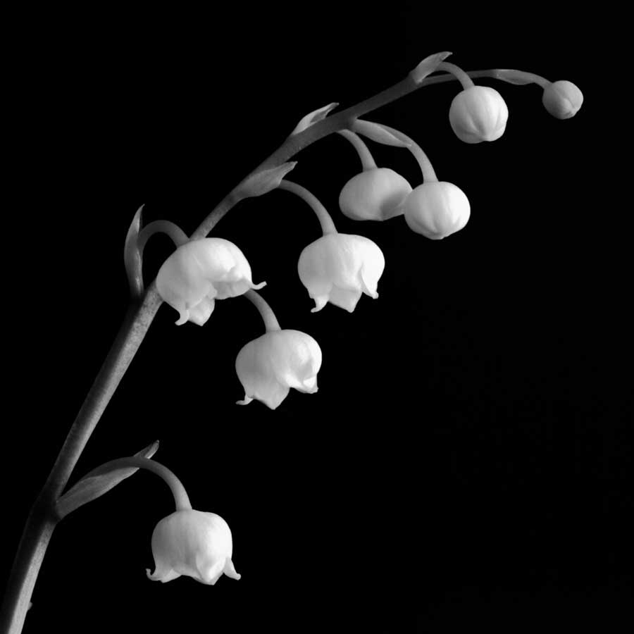 Spring Bells II by artist Michael Faragher