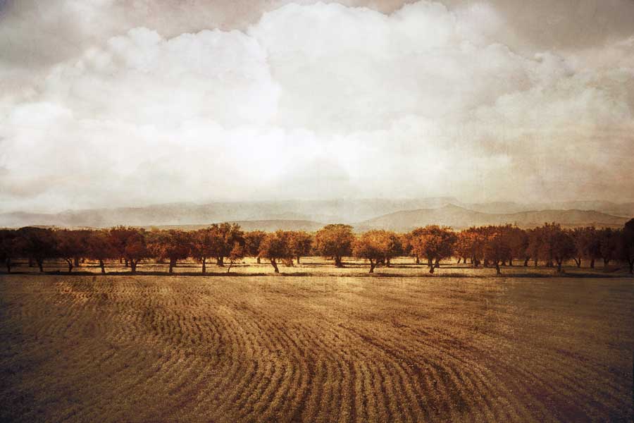 The Olive Grove by artist Heather Jacks