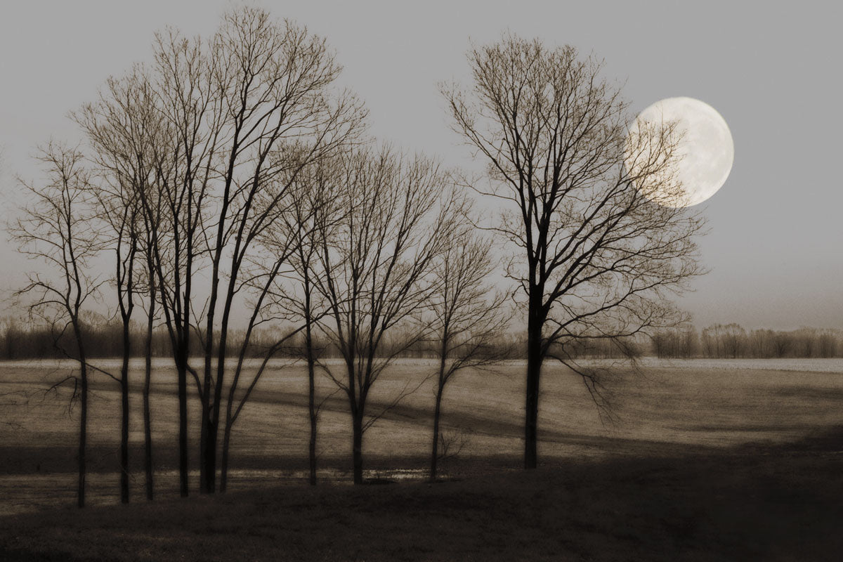 November Moon by artist Heather Jacks 