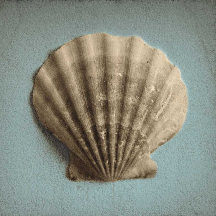 Seashell Study II by artist Heather Jacks