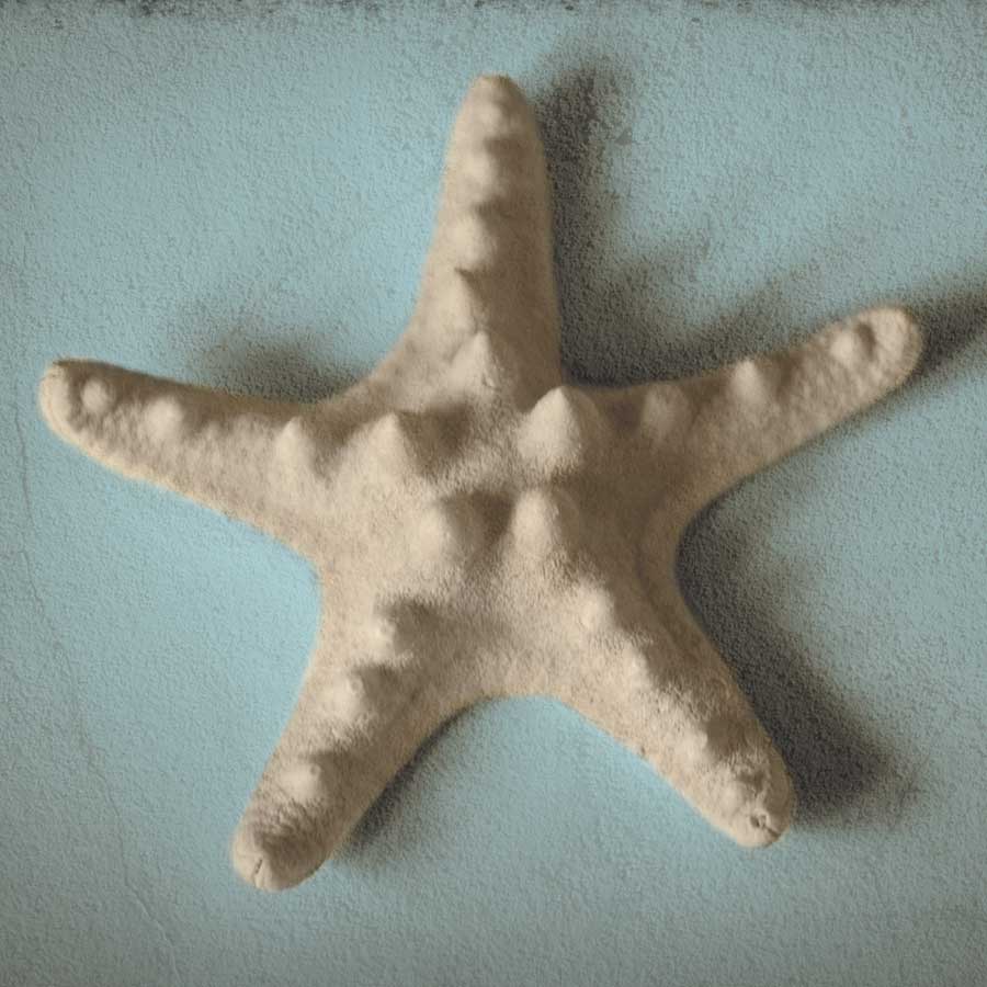 Seashell Study III by artist Heather Jacks