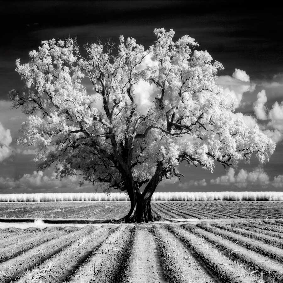 Daydream by artist Mike Jones