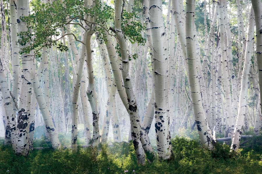 Up In The Clouds by artist  Mike Jones