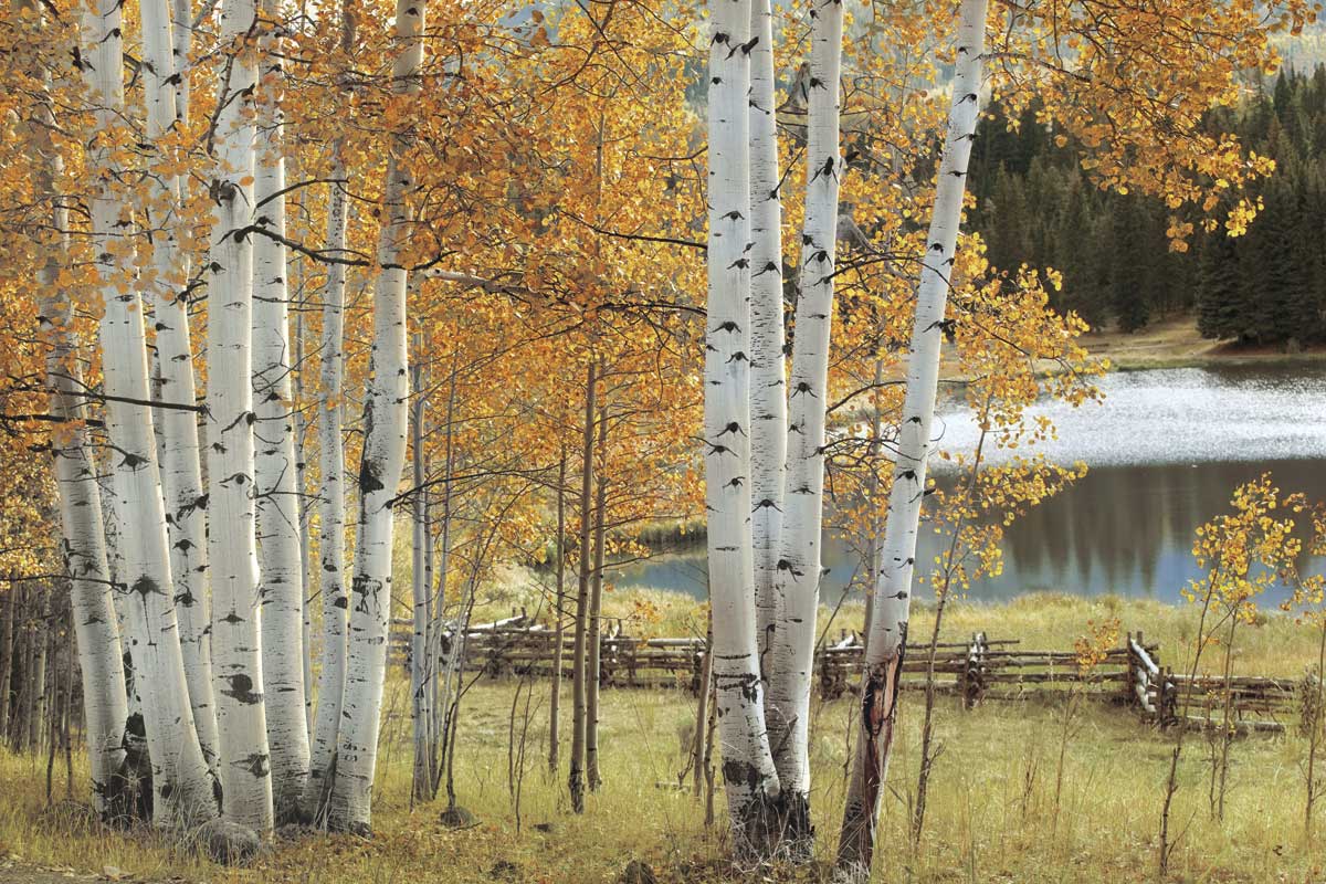 Birch Beauty by artist  Mike Jones