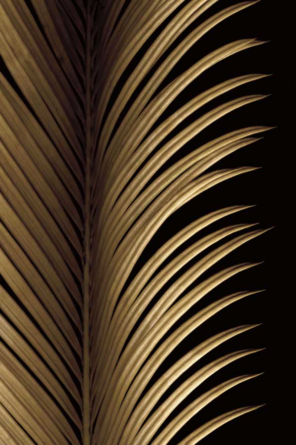 Tropical Leaf Study I by artist  Andrew Levine