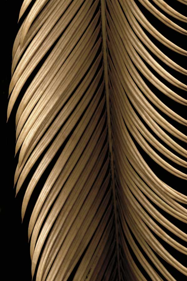 Tropical Leaf Study II by artist  Andrew Levine