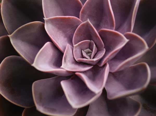 Echeveria I by artist  Andrew Levine