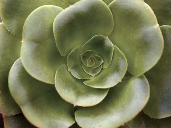 Echeveria II by artist  Andrew Levine