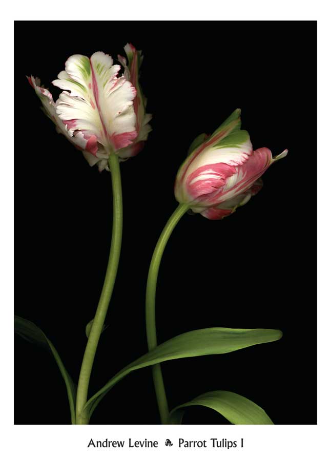 Parrot Tulips I by artist  Andrew Levine