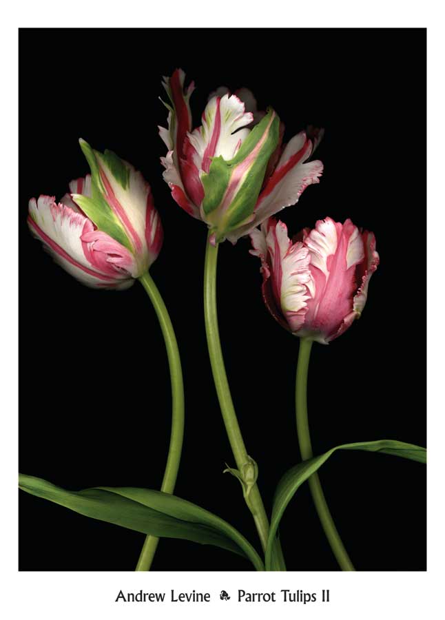 Parrot Tulips II by artist  Andrew Levine